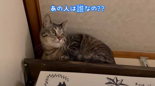 猫 息子 大好き 兄ちゃん 半年ぶり 再会 思い出す 喜ぶ 甘える