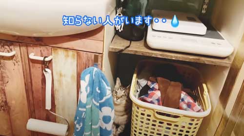 猫 息子 大好き 兄ちゃん 半年ぶり 再会 思い出す 喜ぶ 甘える