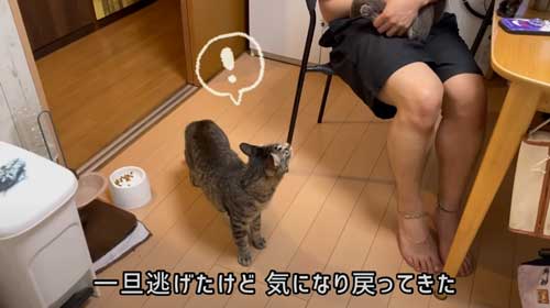 猫 息子 大好き 兄ちゃん 半年ぶり 再会 思い出す 喜ぶ 甘える