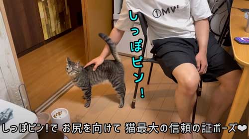 猫 息子 大好き 兄ちゃん 半年ぶり 再会 思い出す 喜ぶ 甘える