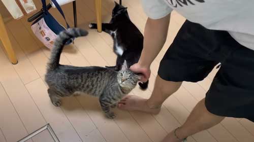 猫 息子 大好き 兄ちゃん 半年ぶり 再会 思い出す 喜ぶ 甘える
