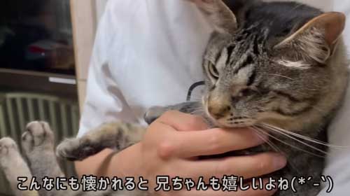 猫 息子 大好き 兄ちゃん 半年ぶり 再会 思い出す 喜ぶ 甘える