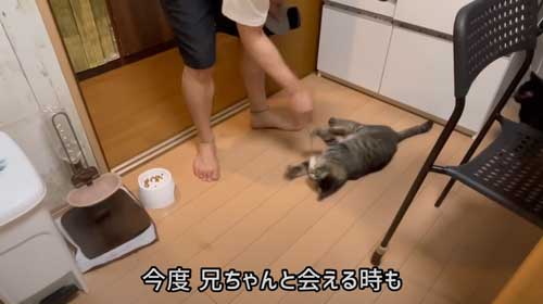 猫 息子 大好き 兄ちゃん 半年ぶり 再会 思い出す 喜ぶ 甘える
