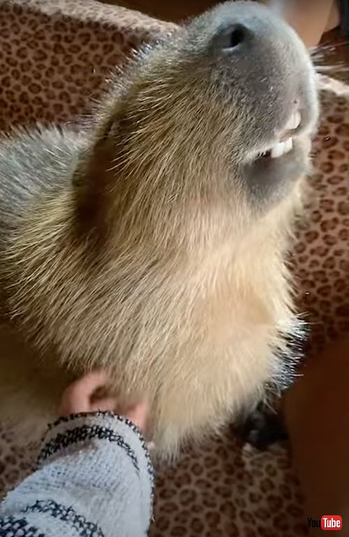  首元をなでられるのが好きなカピバラ