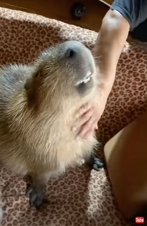  首元をなでられるのが好きなカピバラ