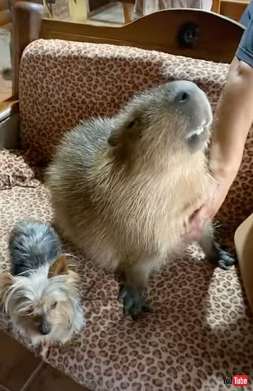  首元をなでられるのが好きなカピバラ