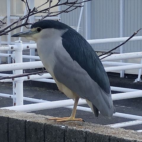 コイサギ横顔近く