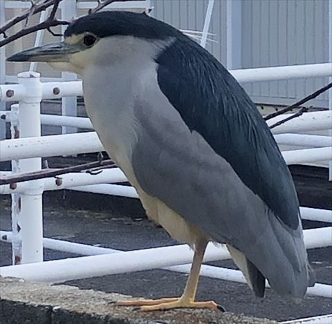 ゴイサギのトリミング