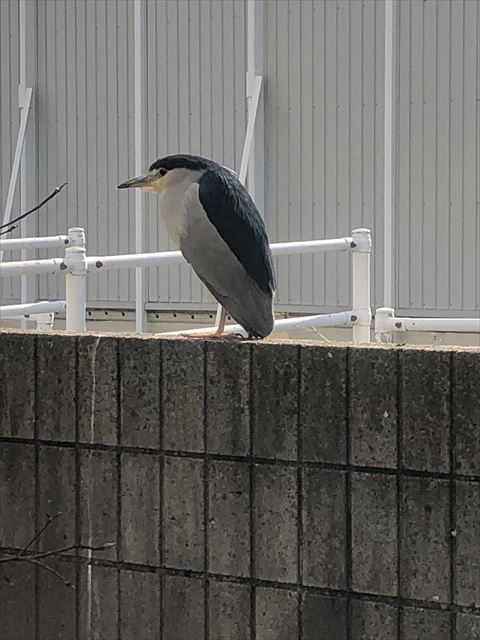 ゴイサギの横顔遠くから