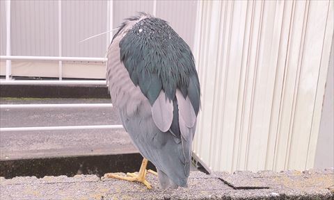 ゴイサギのうしろ姿