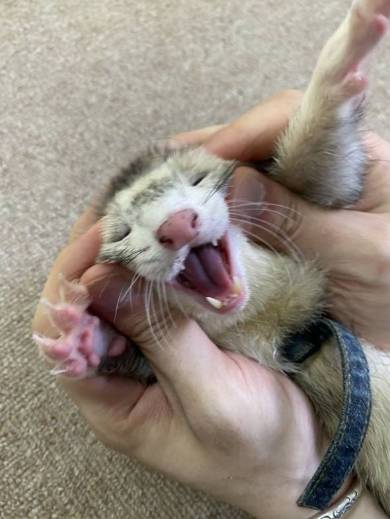 もみくちゃにされるフェレット