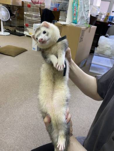 おしとやかなフェレット