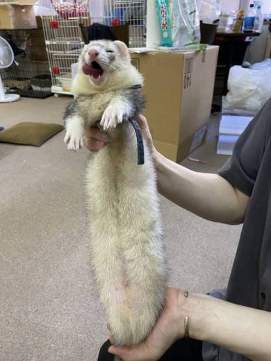 伸びていくフェレット