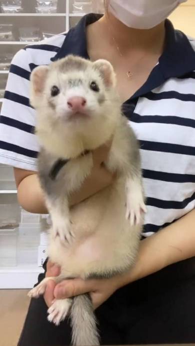 まっすぐこちらを見えるフェレット