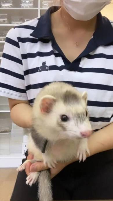 お辞儀するフェレット