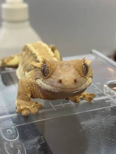 クレステッドゲッコー