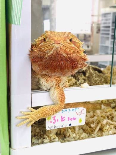 フトアゴヒゲトカゲのふとちゃん