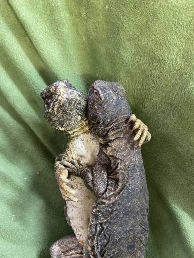 エジプトトゲオアガマ