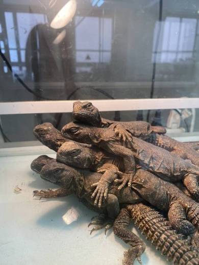 わいわいするエジプトトゲオアガマ