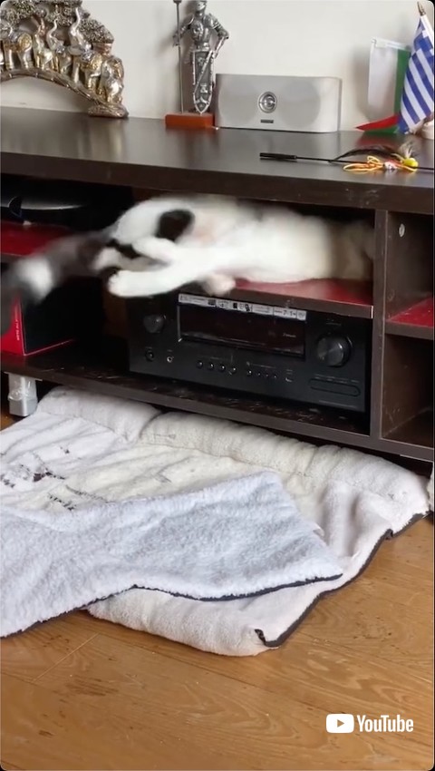 寝ぼけて足を動かす猫