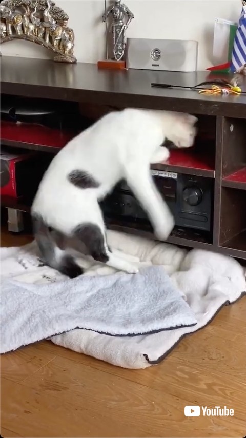落ちる猫
