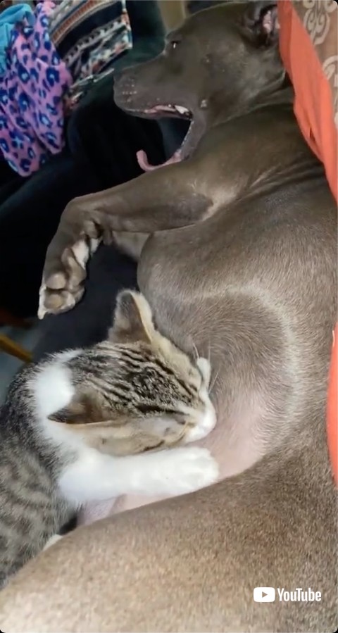 あくびをする犬