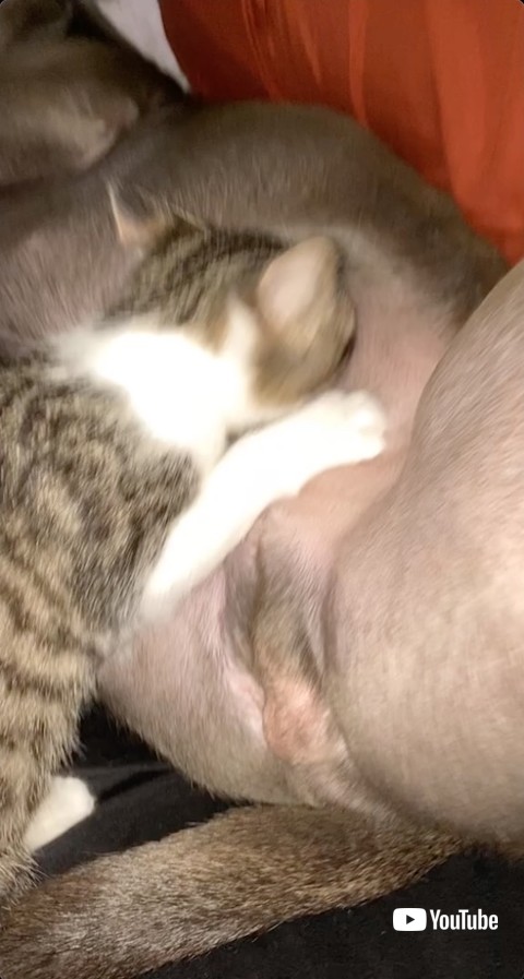 乳を吸い出す猫