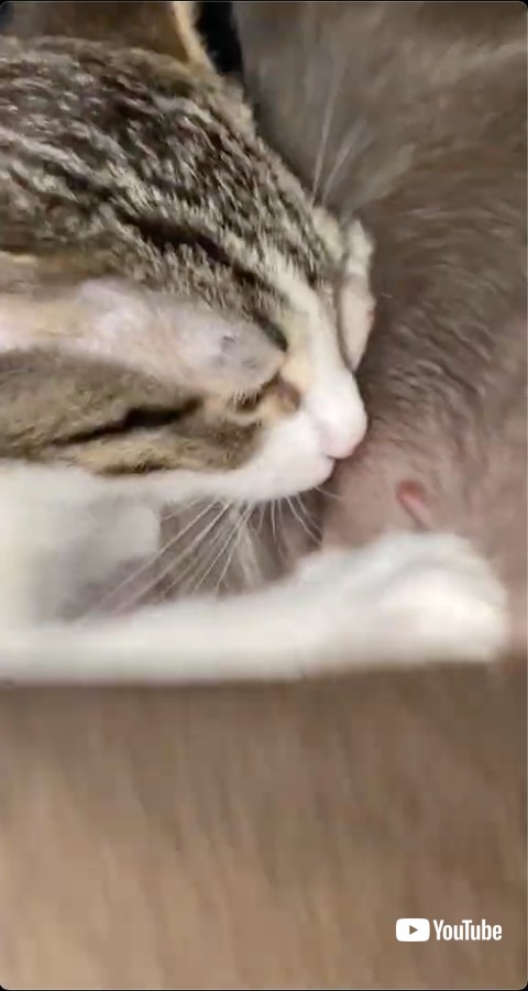 乳から口を離さない猫