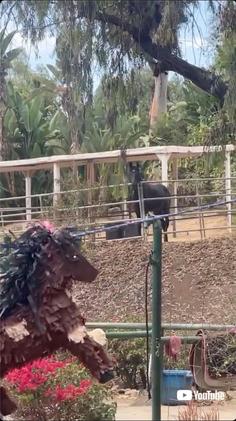 ピニャータを眺める馬