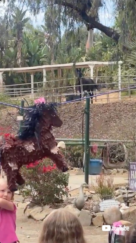 ピニャータを見つめる馬