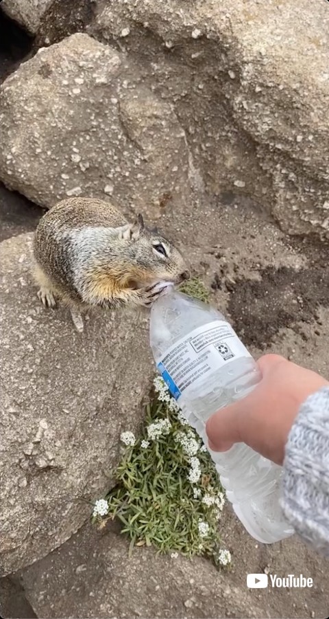 水を飲むリス