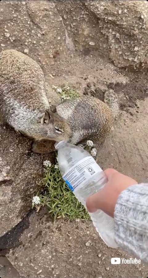 水に集まってきたリス