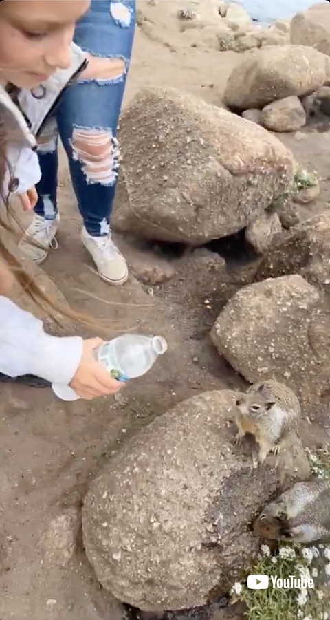 他の人から水をもらうリス