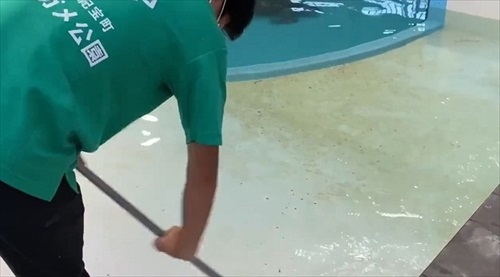 甲羅を掃除されにやってくるウミガメ