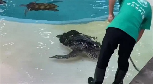 甲羅を掃除されにやってくるウミガメ