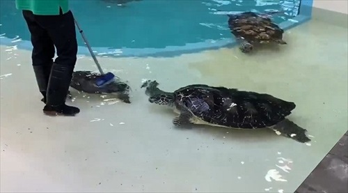 甲羅を掃除されにやってくるウミガメ
