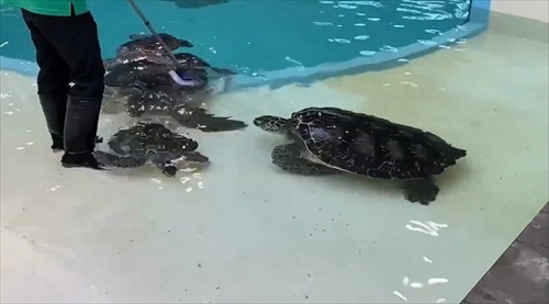 甲羅を掃除されにやってくるウミガメ