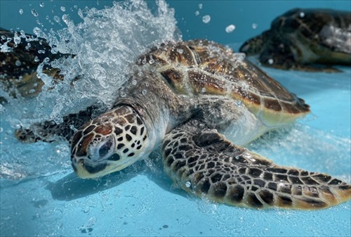 甲羅を掃除されにやってくるウミガメ