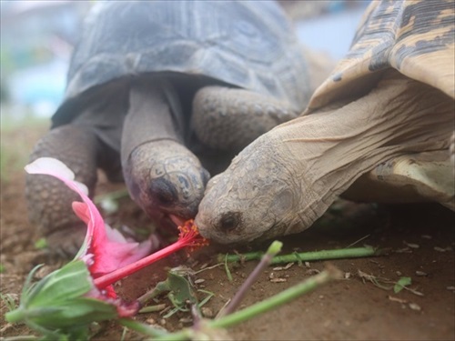 甲羅を掃除されにやってくるウミガメ