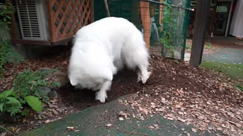 超大型犬 グレート・ピレニーズ 穴掘り 足跡 お母さん 掃除 台無し