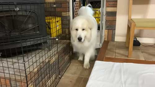 超大型犬 グレート・ピレニーズ 穴掘り 足跡 お母さん 掃除 台無し