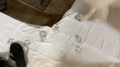 超大型犬 グレート・ピレニーズ 穴掘り 足跡 お母さん 掃除 台無し