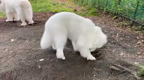 超大型犬 グレート・ピレニーズ 穴掘り 足跡 お母さん 掃除 台無し