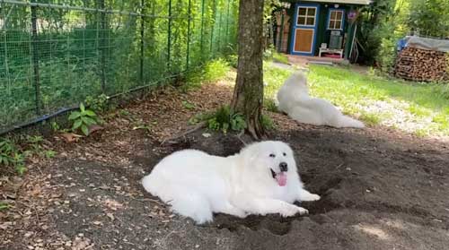 超大型犬 グレート・ピレニーズ 穴掘り 足跡 お母さん 掃除 台無し