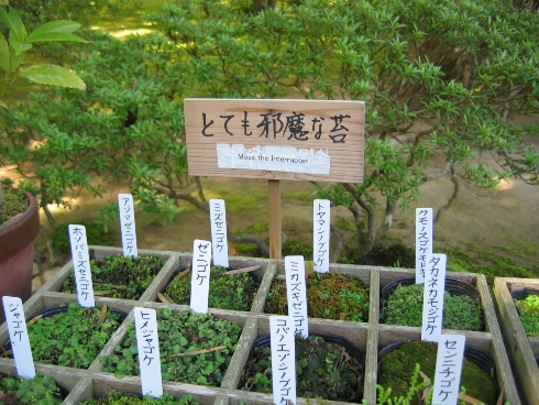 苔ヒエラルキー