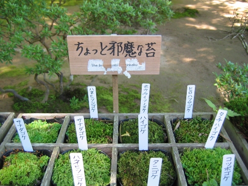 苔ヒエラルキー