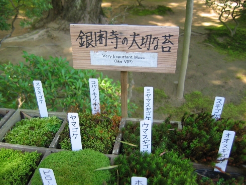 苔ヒエラルキー