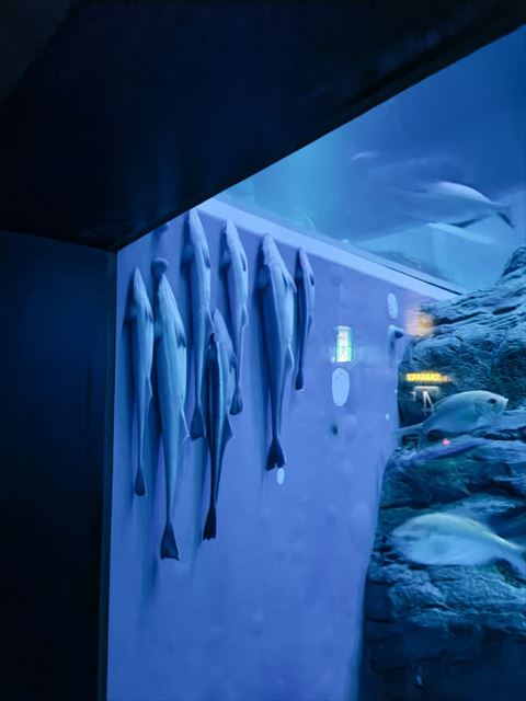 壁にはりついてるコバンザメたち