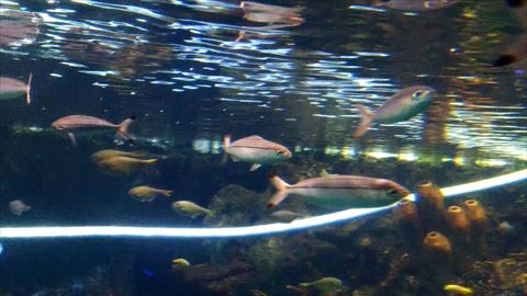 イッテンフエダイのような魚