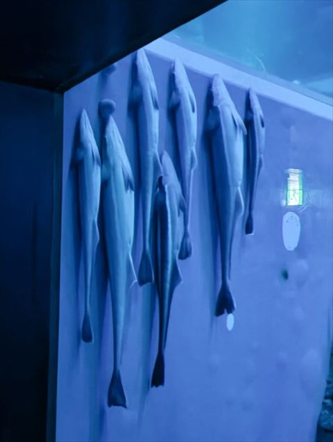 コバンザメ画像トリミング